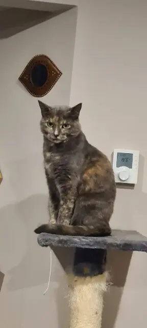 chatte lost   25300 Pontarlier Zoé