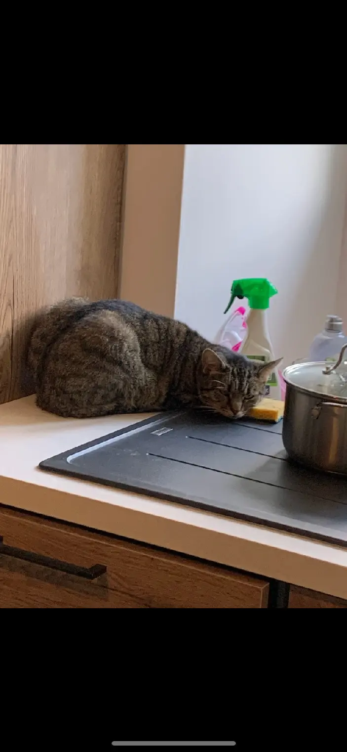 Chatte Perdue 25 Doubs Chatte Perdue 25 Doubs