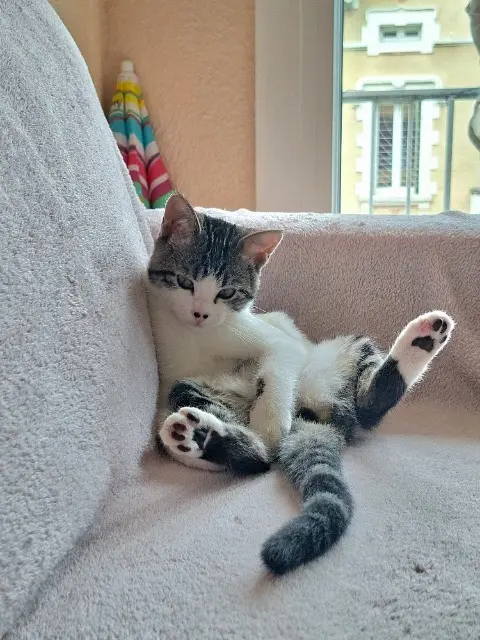 chatte lost   26100 Romans-sur-Isère Ava