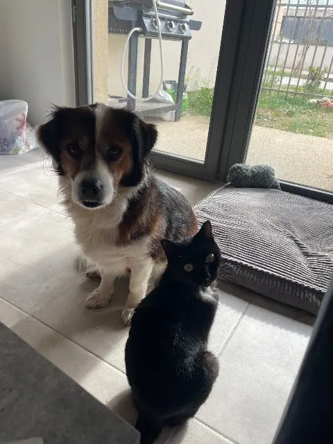 chatte lost   26760 Beaumont-lès-Valence Ava