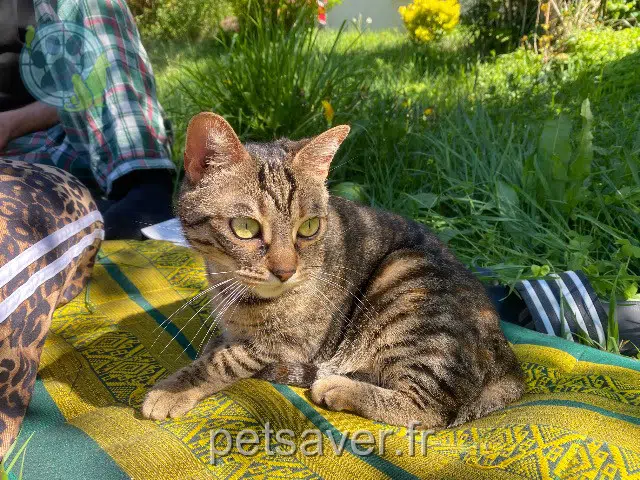 chatte lost 26400 Eurre Bibi