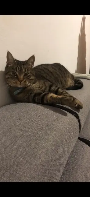 chatte lost   26110 Nyons Chipie