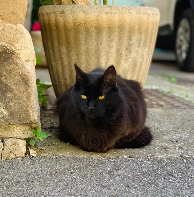 chatte lost   26300 Alixan Chouchou