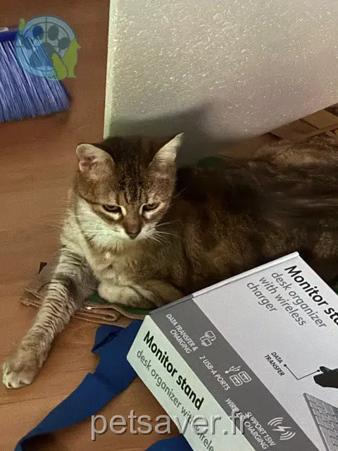 chatte lost   26200 Montélimar Choupette