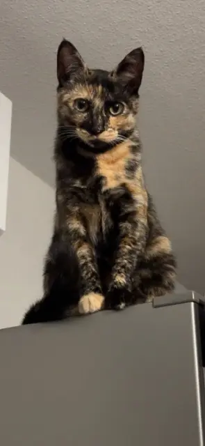 chatte lost   26200 Montélimar Citelle