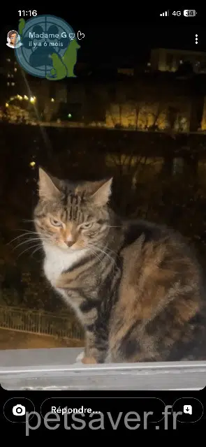 chatte lost   26300 Bourg-de-Péage Cristale