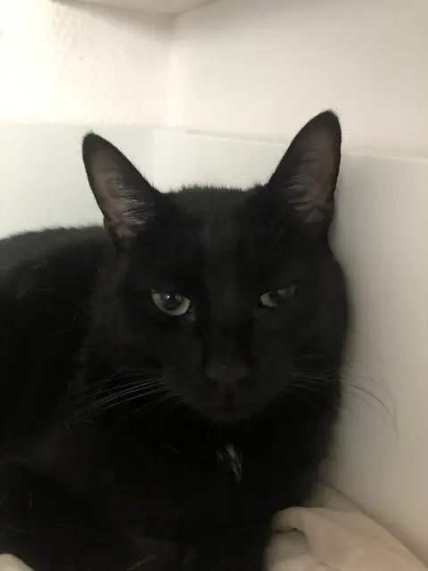 chatte lost   26500 Bourg-lès-Valence Era