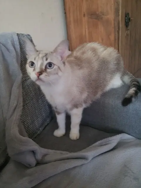 chatte lost   26500 Bourg-lès-Valence Gaïa