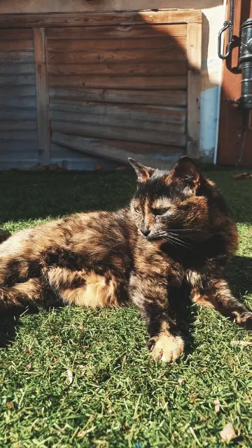 chatte lost   26600 Chanos-Curson Ghalia