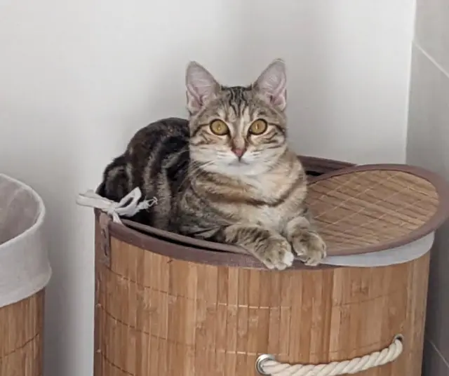 chatte lost   26800 Portes-lès-Valence Héra