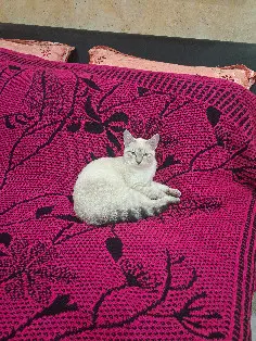 Chatte Perdue 26 Drôme Chatte Perdue 26 Drôme