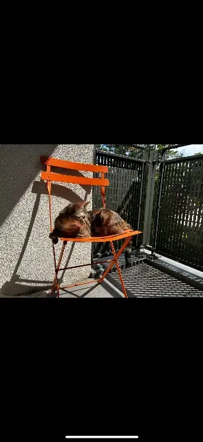 chatte lost   26100 Romans-sur-Isère Isis