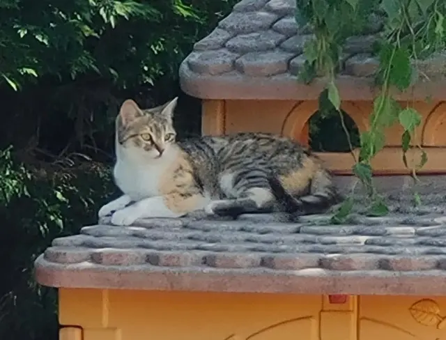 chatte lost   26760 Montéléger Isis