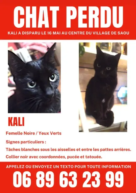 chatte perdue 26400 Saoû Kali chatte lost 26400 Saoû Kali