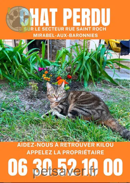 cat lost   26110 Mirabel-aux-Baronnies Kilou