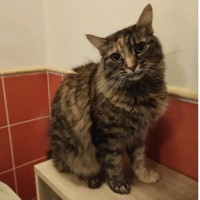 chatte lost   26400 Eurre Kitty