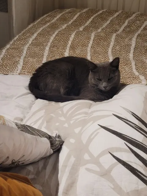 chatte lost   26740 Saint-Marcel-lès-Sauzet Lima