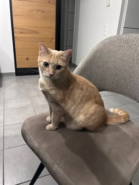 chatte lost   26750 Saint-Michel-sur-Savasse Lova