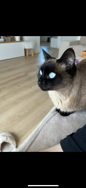 chatte lost   26700 Pierrelatte Maha