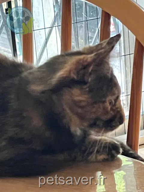 chatte lost   26300 Bourg-de-Péage Mauricette