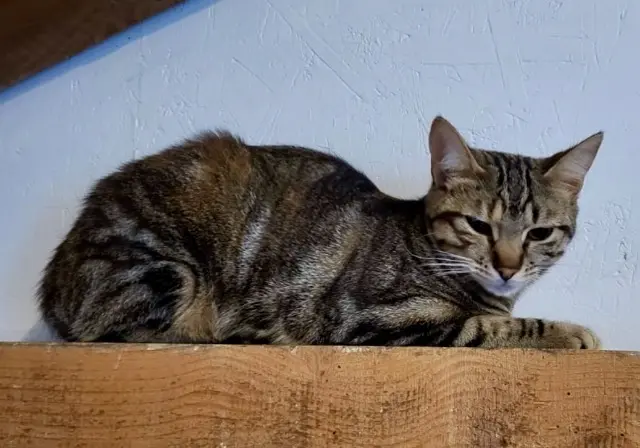 chatte lost   26740 Saint-Marcel-lès-Sauzet Millie
