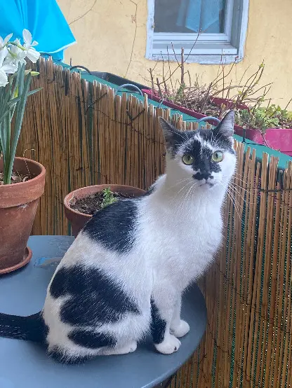 Chatte Perdue 26 Drôme - Moka Chatte Perdue 26 Drôme - Moka