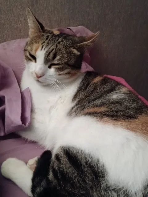 chatte lost   26770 Rousset-les-Vignes Mouche