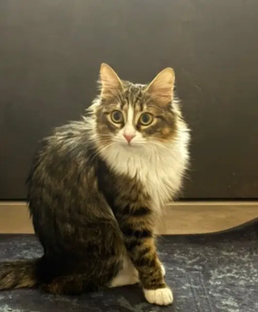 chatte lost   26270 Loriol-sur-Drôme Muscat