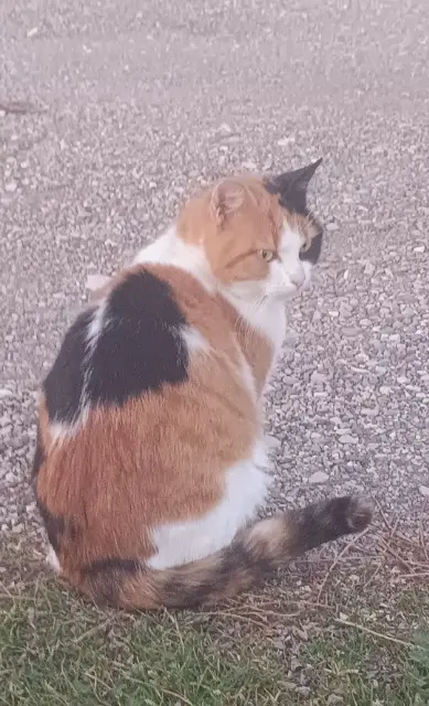 chatte lost   26780 Châteauneuf-du-Rhône Myrtille