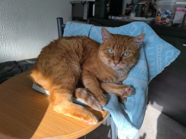 chatte lost   26190 Saint-Jean-en-Royans Nala