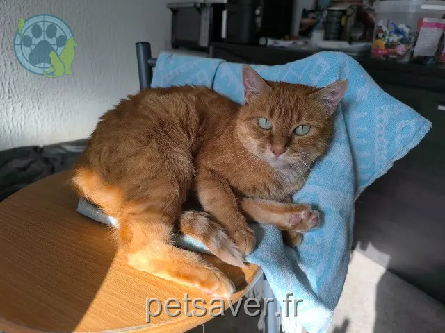 Katze vermisst 26190 Saint-Jean-en-Royans Nala Katze lost 26190 Saint-Jean-en-Royans Nala