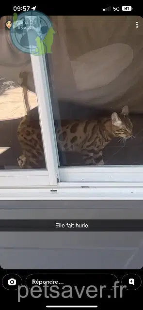 chatte lost   26320 Saint-Marcel-lès-Valence Nala
