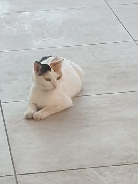 chatte lost   26800 Portes-lès-Valence Nala