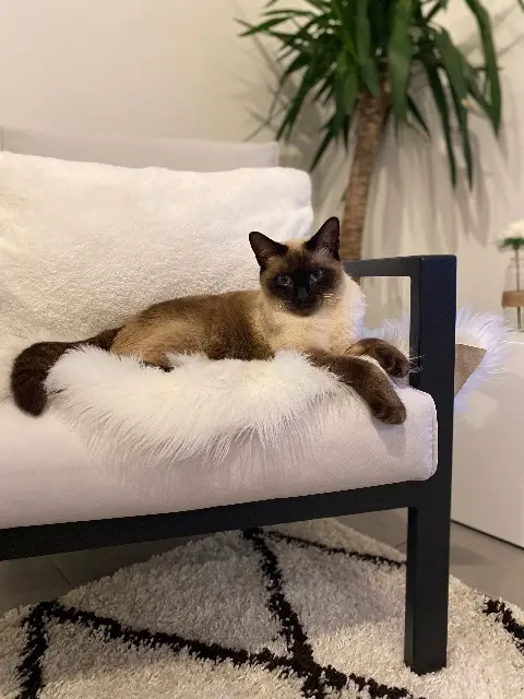 chatte lost   26500 Bourg-lès-Valence Nala