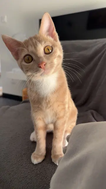 chatte lost   26100 Romans-sur-Isère Nami