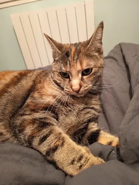 chatte lost   26800 Portes-lès-Valence Nena