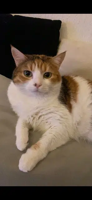 chatte perdue 26140 Anneyron Nuage chatte lost 26140 Anneyron Nuage