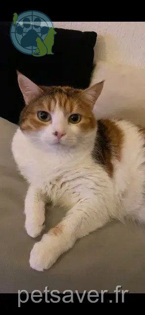 cat lost 26140 Anneyron Nuage cat lost 26140 Anneyron Nuage