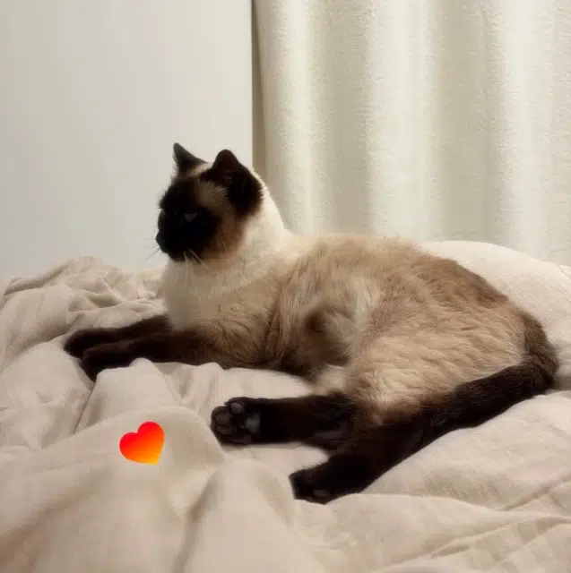 chatte lost   26270 Loriol-sur-Drôme Pampa