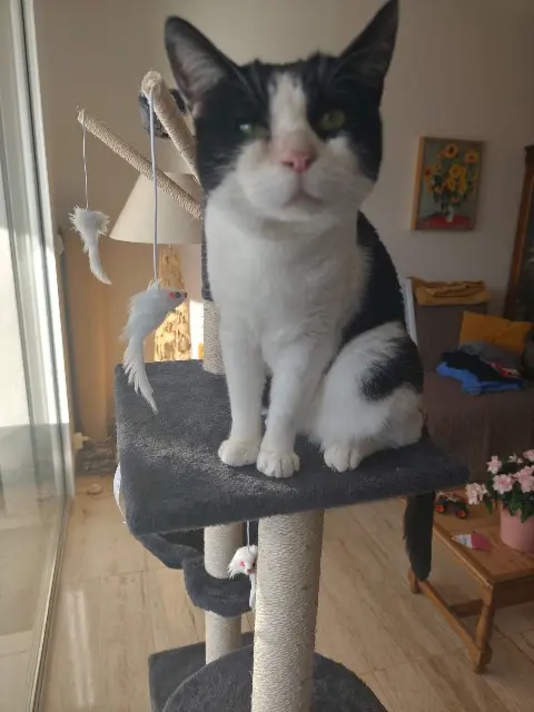 chatte lost   26200 Montélimar Perdy