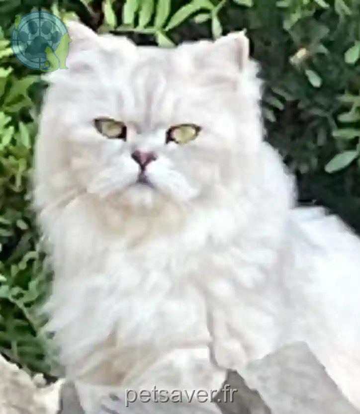 Chatte Perdue 26 Drôme - Perle Chatte Perdue 26 Drôme - Perle