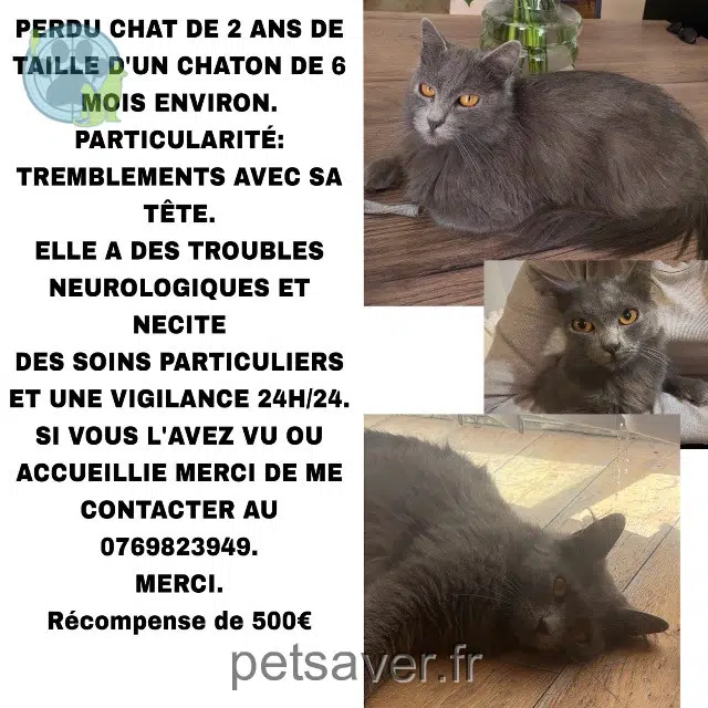 chatte lost   26200 Montélimar Perle
