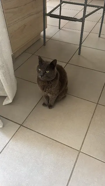 chatte lost   26600 Larnage Raviole