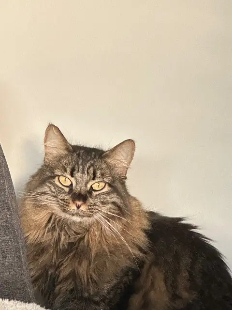 chatte lost   26600 Beaumont-Monteux Riri