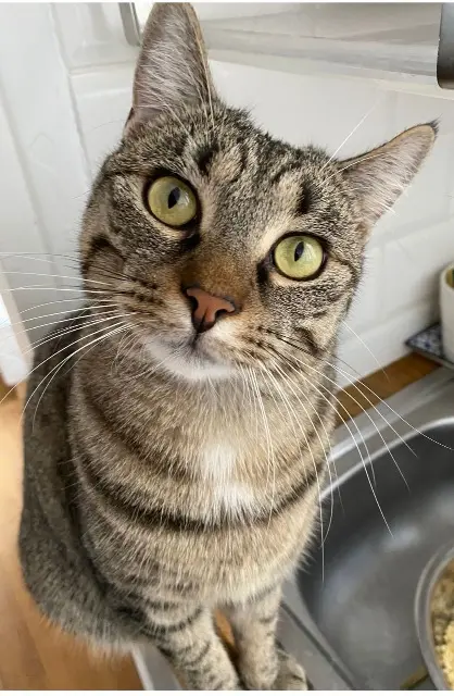 chatte lost   26230 Colonzelle Romy