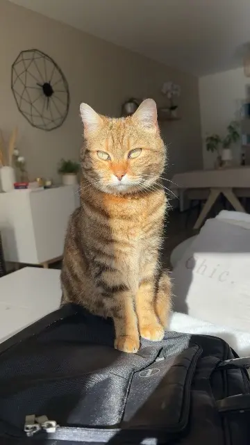 chatte lost   26760 Beaumont-lès-Valence Roxy