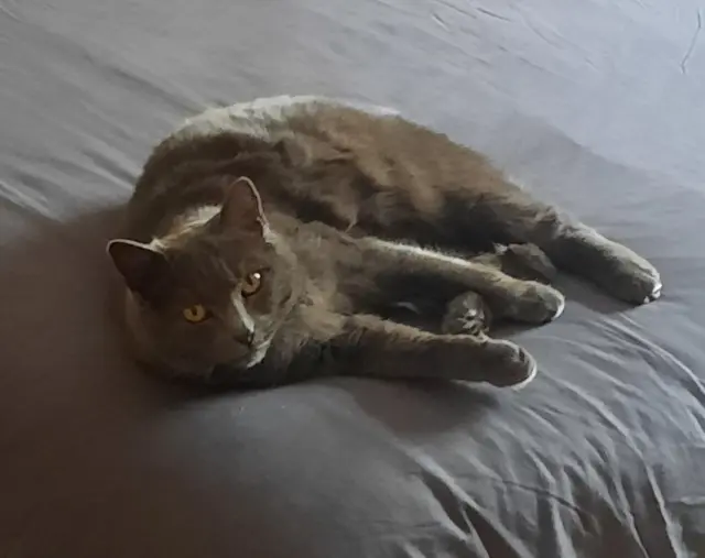 chatte lost   26120 Montmeyran Ruby
