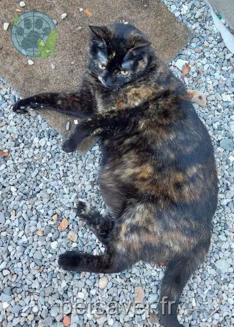chatte lost   26740 La Coucourde Seccotine
