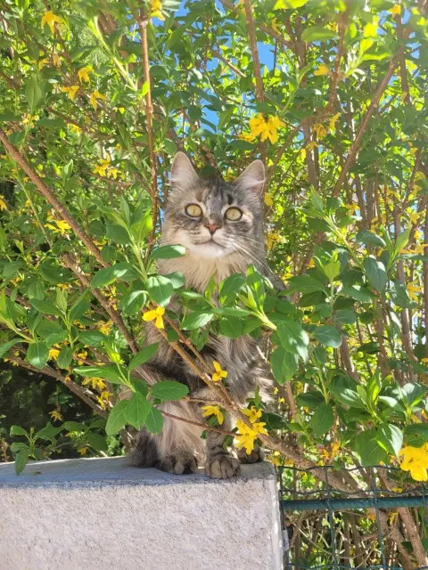 chatte lost   26300 Beauregard-Baret Sophia