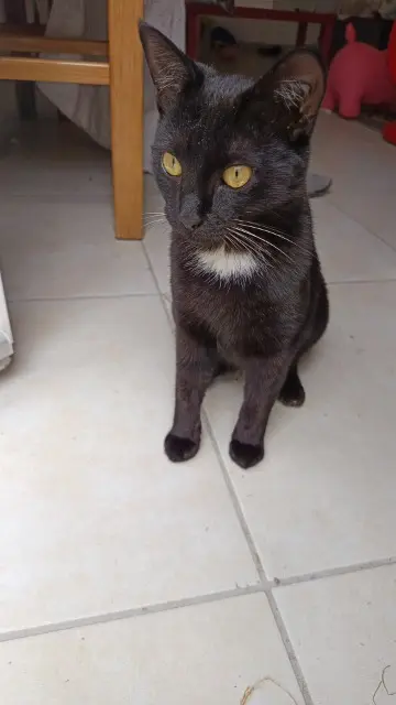 chatte lost   26100 Romans-sur-Isère Sucette